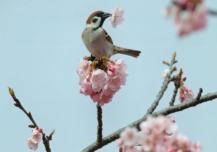 春の訪れ