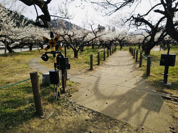 越生梅林園内の写真2