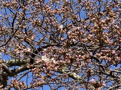 開花した公園入口のソメイヨシノのズームアップ