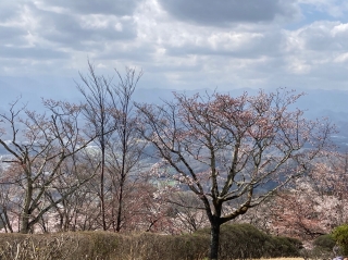 3分咲き程度のヤマザクラ