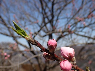 濃いピンク色のハナモモのアップ写真