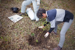 アジサイを穴に植え、土を戻し入れている女性の様子。