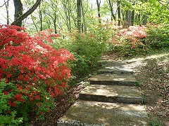 東園地の右にカーブしている遊歩道沿いにあるヤマツツジ、見頃