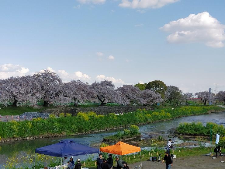 新河岸川の桜