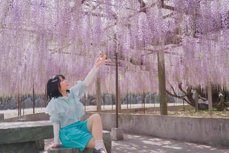 藤の花を見上げるアンゴラ村長の写真