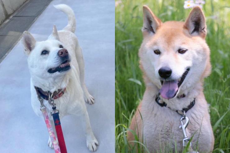 保護犬のゆりちゃんとサブちゃんの写真