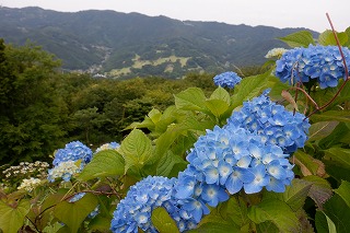 青いアジサイのアップ写真、背景には高原牧場付近の山