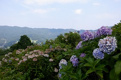 山々を背景に終わりかけの紫色のアジサイ。