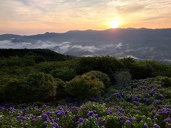 山々から出てきた朝日とアジサイのコラボ。