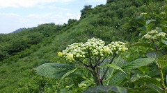 斜面を背景にしたアジサイの蕾