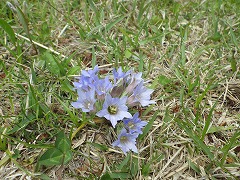 薄水色のフデリンドウ、いくつかの花弁が集まるように咲いている