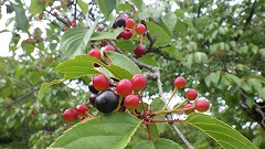 赤と黒のたくさん実った桜の実