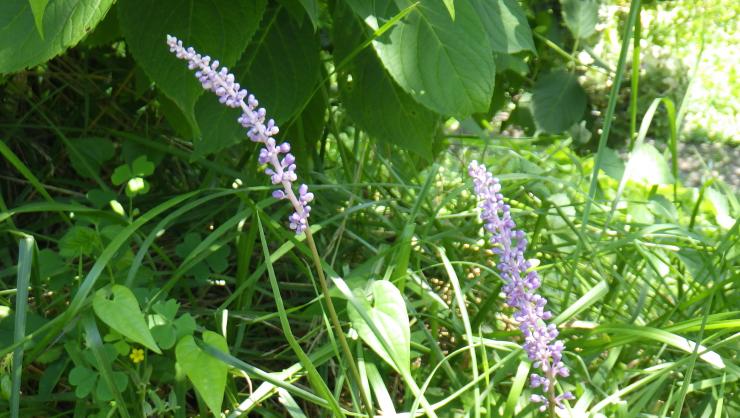 ヤブラン。多数の花が穂状に並んでいる。