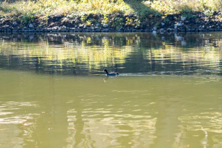 水鳥観察02