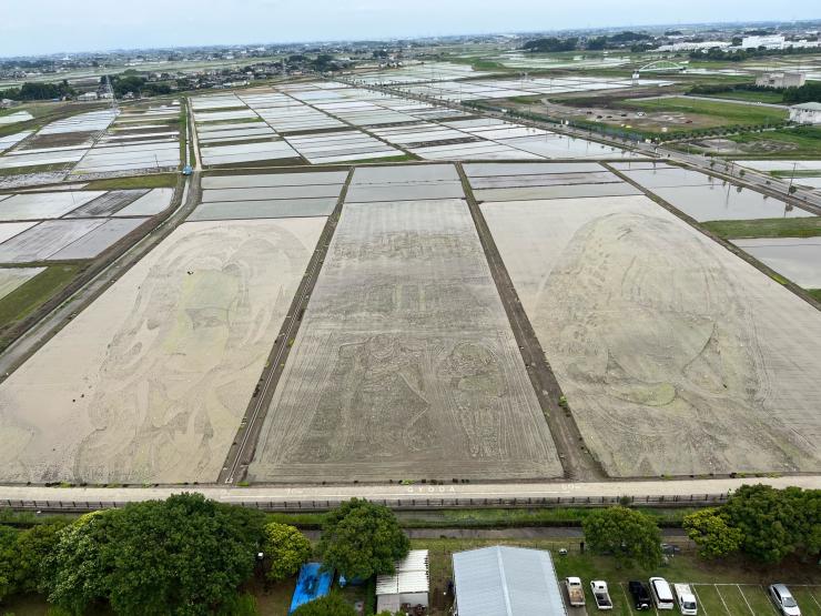 行田市田んぼアート全景写真