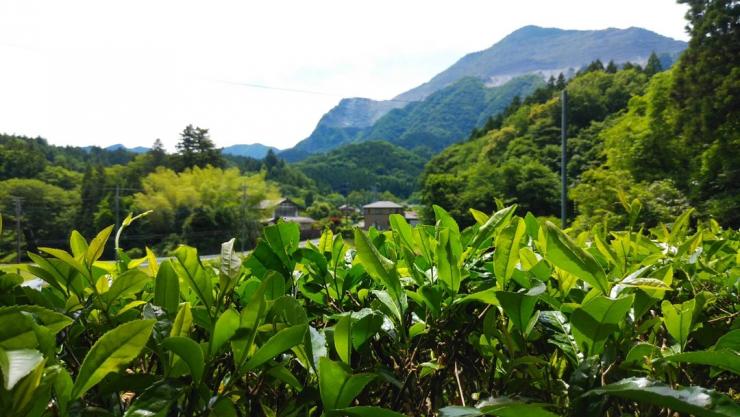 横瀬町の茶畑の写真