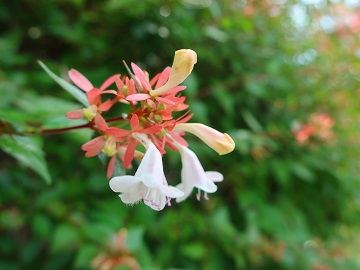 アベリアの花