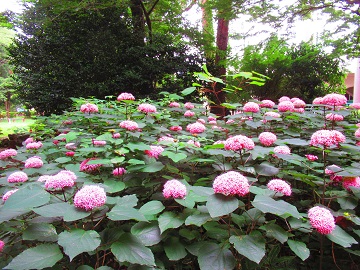 開花が進むぼたんくさぎ