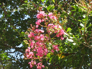 サルスベリの花