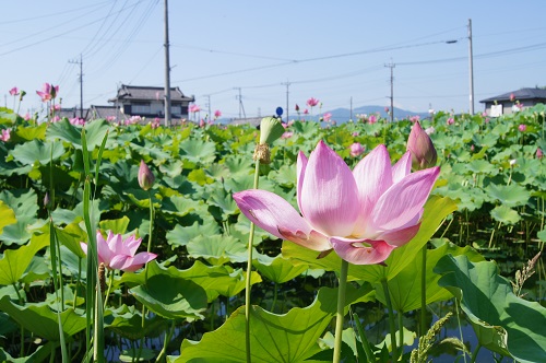 蓮元阿那志