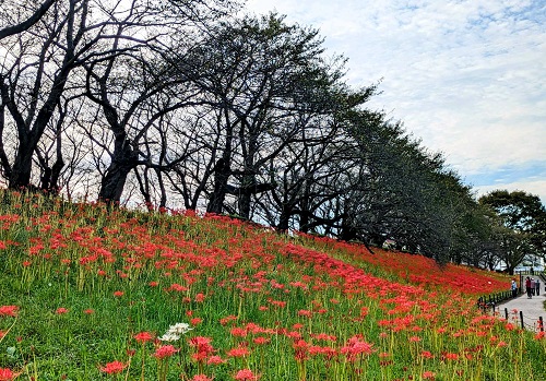 写真：権現堂公園の曼珠沙華