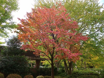 公園事務所前のハナミズキ