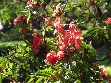 ツツジの花