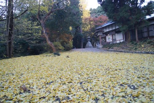 参道の銀杏のじゅうたん