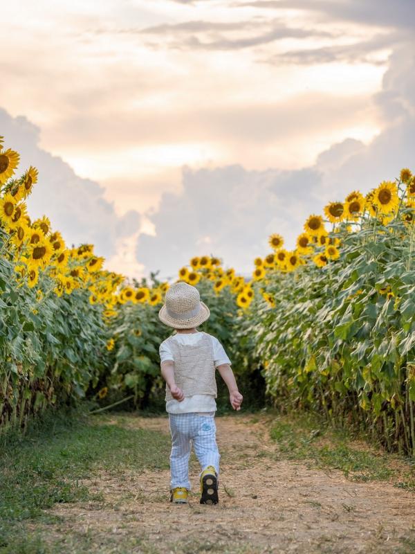 特別賞の写真：子供がひまわり畑を進んでいる