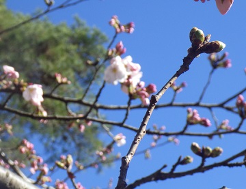 開花したサクラ2