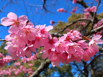 花のアップ