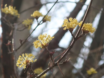 サンシュの花