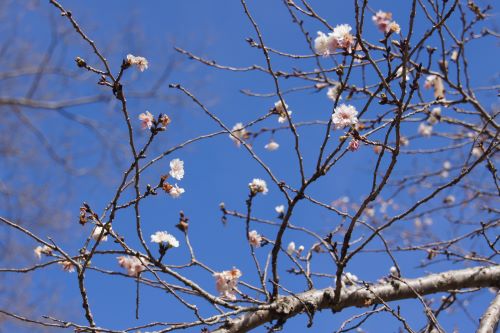 冬桜