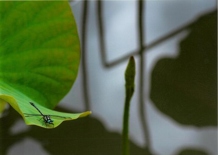 入賞A写真「夏の訪れ」