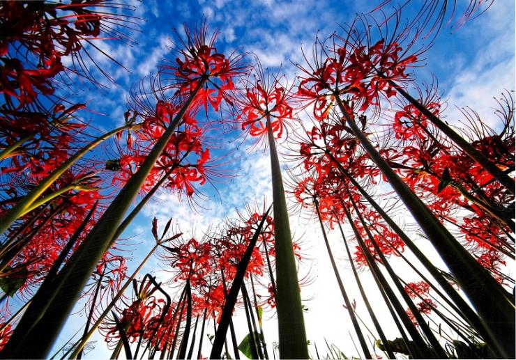 写真：青空に咲く