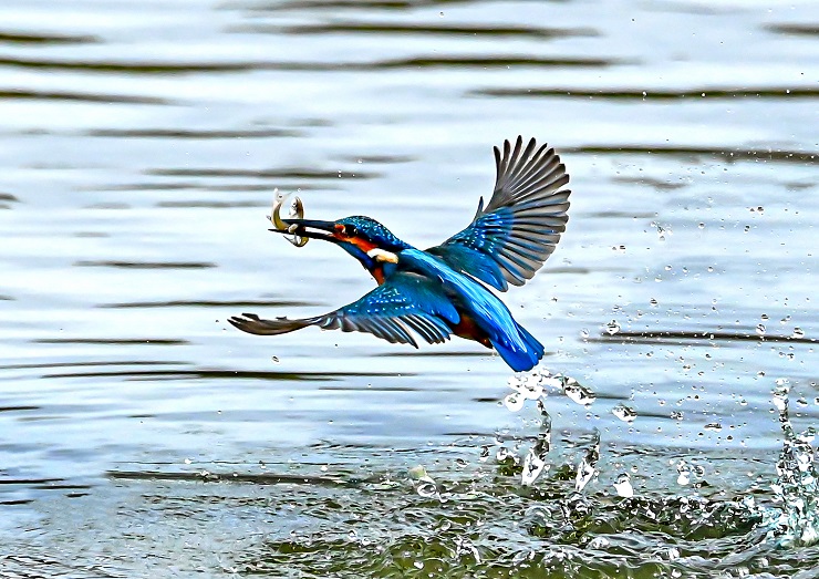 カワセミが小魚をゲットしている写真