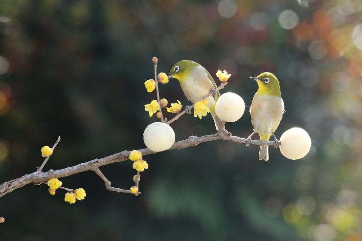 まゆ玉を取り付けた木の枝にメジロが蜜を吸いに来た瞬間の写真