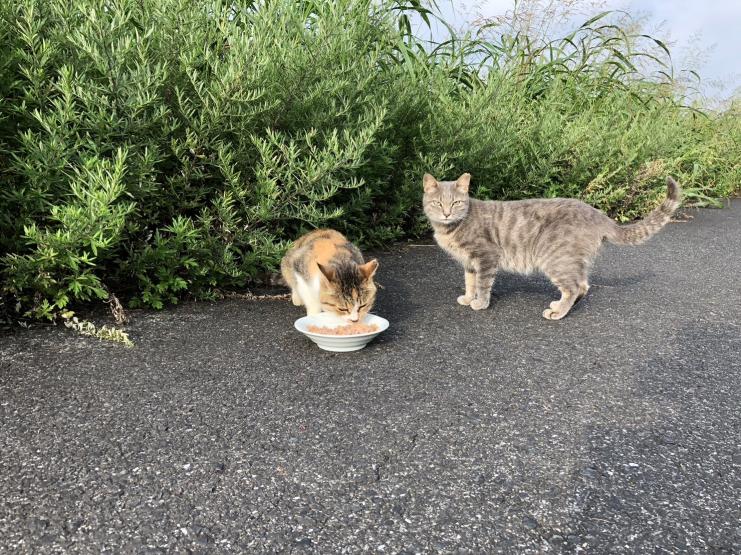 2匹の地域猫の写真