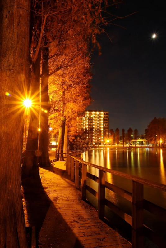 特別賞の写真：夜の別所沼公園