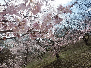 見頃をむかえている花の森のオオカンザクラ等。