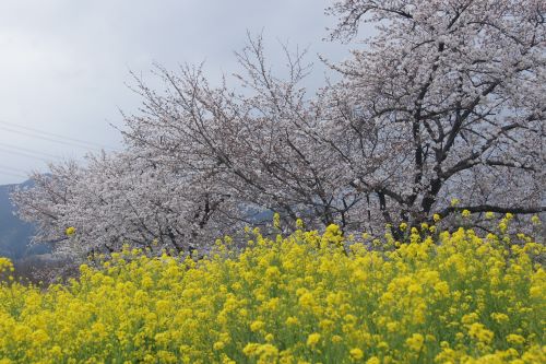 ゆ～ゆ～ランド菜の花