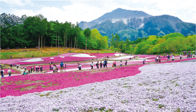 秩父のシンボル武甲山の麓に広がる花のじゅうたんの写真