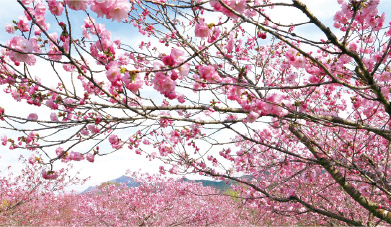 深山の花園の写真