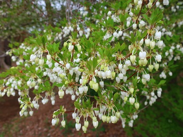 ドウダンツツジの花