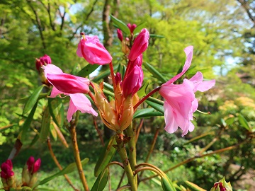 シャクナゲの花