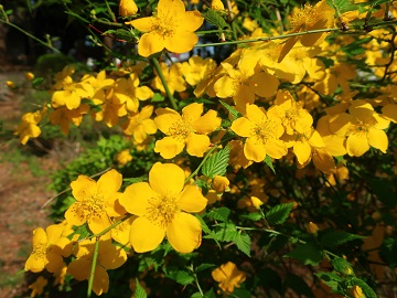 ヤマブキの花