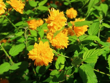 八重ヤマブキの花