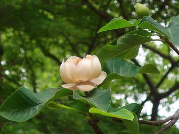 上向きの花