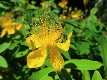 ビョウヤナギの花