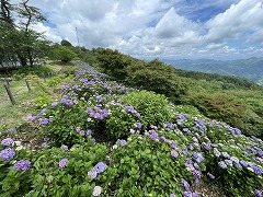 斜面いっぱいに咲いている紫色のアジサイ。展望台から左方面を見た眺め。かなり奥まで続いている。